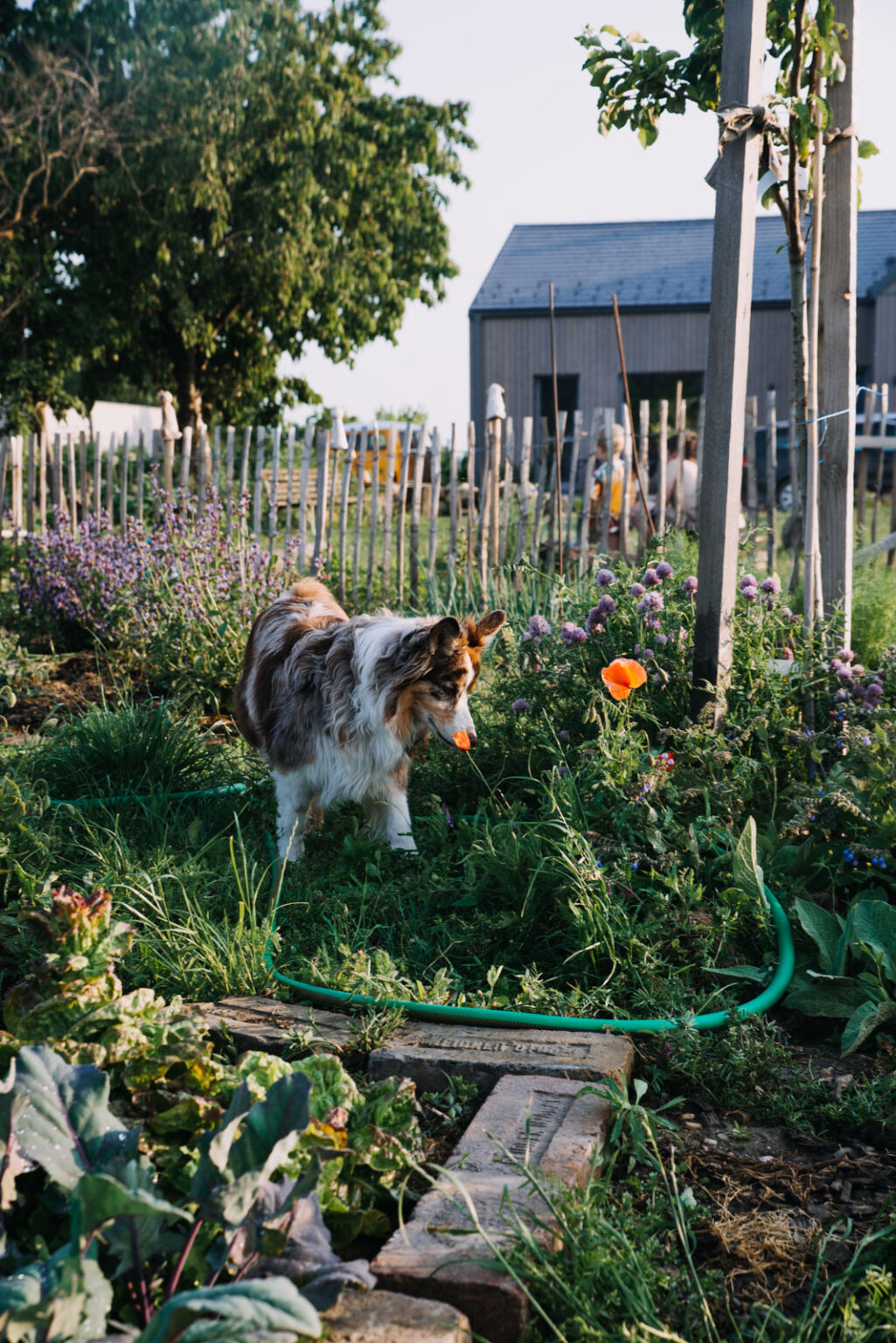 Buchweizen-Dinkelpalatschinken mit Mangold-Frischkäsefüllung - Das Mundwerk